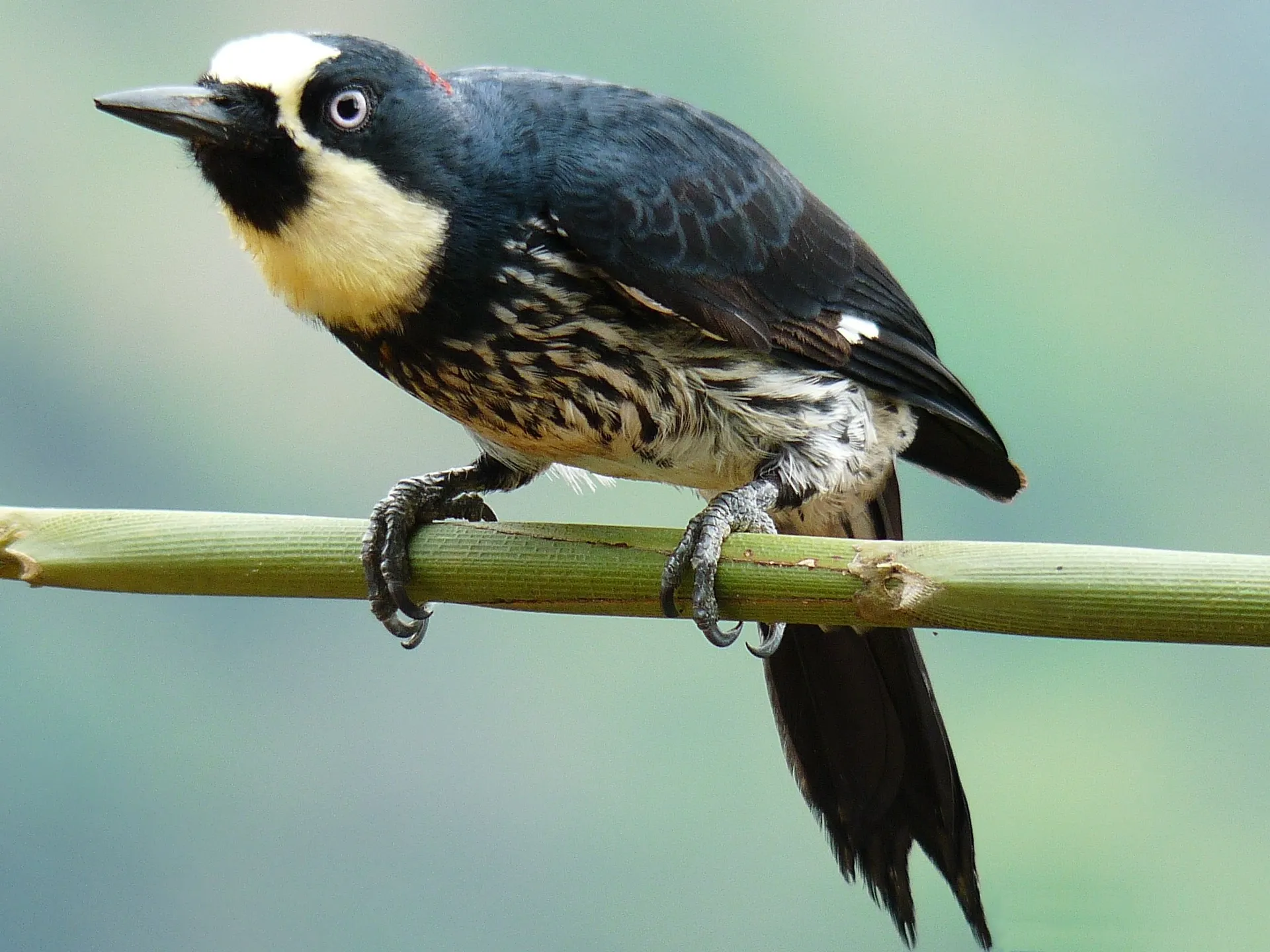 A barbet perched on a branch, sighted in Andean forest